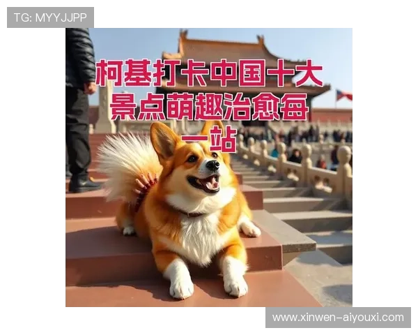 萌趣柯基犬日常生活记录与训练成长全攻略 萌趣柯基犬日常生活记录与训练成长全攻略
